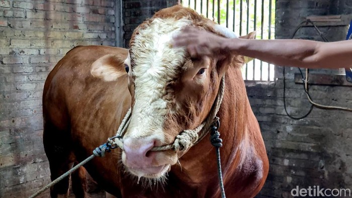 Sapi Kurban Presiden Prabowo untuk Kota Surabaya