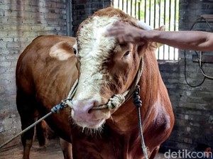 Waspada Sapi Gelonggongan di Idul Adha, Pakar Ungkap Ciri-ciri dan Bahayanya