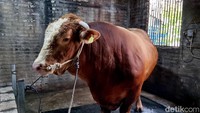 Suyatno mengatakan, kandang sapi presiden memang diberikan perlakuan lebih. Mulai dari kondisi kandang, ventilasi, kebersihan lantai, hingga karpet lantai, semuanya diperhatikan dengan detail. Bahkan pola makan, rutinitas mandi, hingga pijatan pun dilakukan rutin.