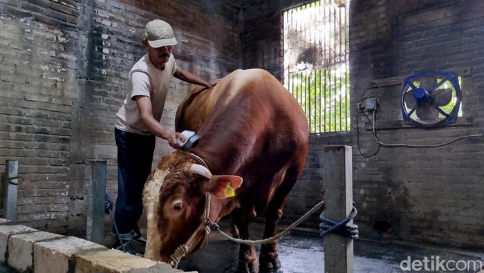 Sapi Kurban Presiden Prabowo untuk Kota Surabaya Sapi Kurban Presiden Prabowo untuk Kota Surabaya