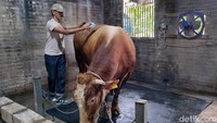 Ketika detikJatim berkunjung ke kandang sapi milik Presiden Prabowo, Bruno Gemoy ditempatkan di kandang khusus yang terpisah dari sapi lainnya. Kandangnya dipastikan steril, bersih, dan mendapat perawatan istimewa.