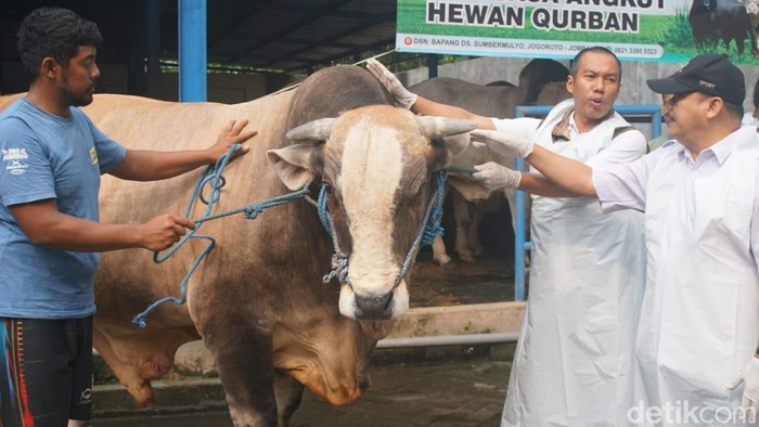 Sapi presiden di Jombang yang dinamai Pedrosa