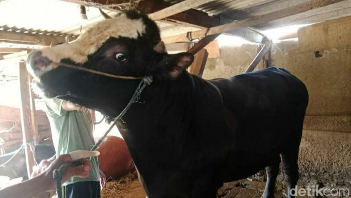 Sapi yang dibeli Presiden Prabowo di Malang