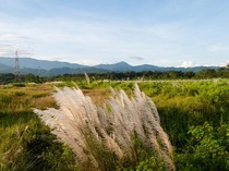 5 Jenis Gulma Berbahaya yang Wajib Diwaspadai dan Cara Mengatasinya, Apa Saja?