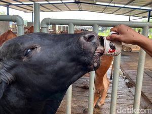 Awal Mula Kebiasaan Unik Apless Sapi Mojokerto yang Suka Minum Kopi