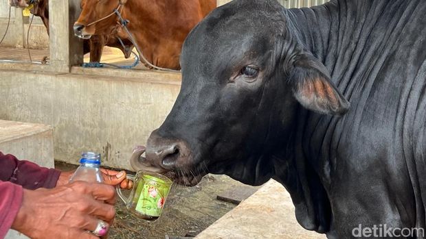 Apless, sapi jenis Angus di Peternakan Berkah Wafa Farm, Dusun Dateng, Desa Watesnegoro, Ngoro, Mojokerto yang suka minum kopi.
