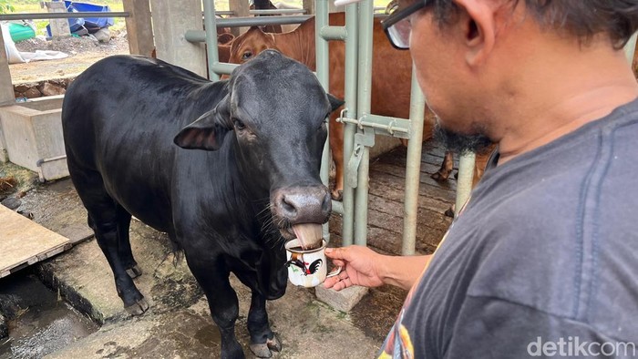 Apless, sapi jenis Angus di Peternakan Berkah Wafa Farm, Dusun Dateng, Desa Watesnegoro, Ngoro, Mojokerto yang suka minum kopi.