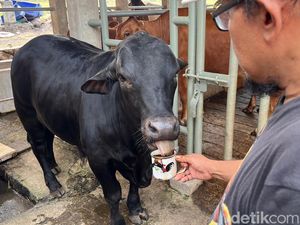 Video: Inilah Apless, Sapi Mojokerto yang Doyan Ngopi