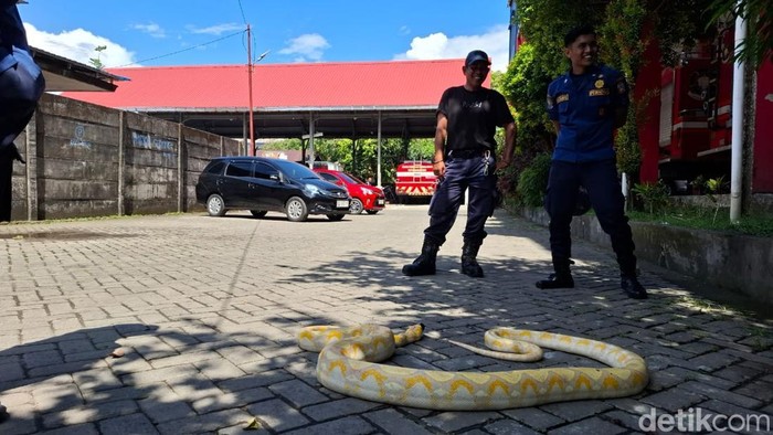 Damkarmat Makassar mengevakuasi ular piton yang bersembunyi di mobil warga.