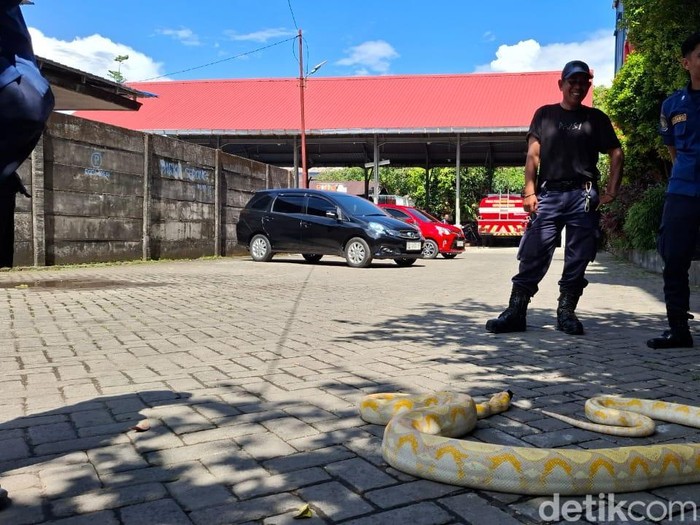 Damkarmat Makassar mengevakuasi ular piton yang bersembunyi di mobil warga.