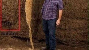 Bayangkan tanaman yang memberi makan lebih banyak orang sekaligus menyelamatkan tanah pertanian kita. Itulah janji tanaman gandum abadi, seperti yang ditunjukkan Jerry Glover. Akarnya yang luar biasa panjang, hingga 10 kaki, menembus jauh ke dalam tanah, tidak seperti tanaman tahunan. Sistem akar yang dalam ini berarti panen berulang tanpa tanam ulang, meningkatkan kesehatan tanah secara radikal, mendukung kehidupan mikroba, menangkap lebih banyak air, dan mendaur ulang nutrisi. Tanaman keras bisa menjadi revolusi pertanian berikutnya. Foto: Boredpanda