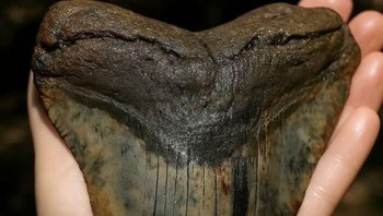 Bayangkan! Gigi megalodon kolosal baru saja muncul di pantai Carolina Selatan, memukau para pemburu fosil. Relik predator laut terbesar yang pernah ada ini—hiu hingga 60 kaki dengan gigi mengerikan—adalah bukti nyata kekuatan purba. Temuan langka dari surga fosil Carolina Selatan ini bukan hanya batu, melainkan bisikan dari dunia yang hilang, menghidupkan kembali kekaguman kita pada titan laut yang telah lama punah dan lautan yang pernah mereka kuasai. Foto: Boredpanda