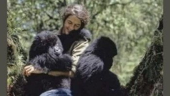 Demi impian seumur hidupnya, Dian Fossey mengorbankan segalanya untuk ke Afrika, mendedikasikan 18 tahun mempelajari gorila gunung. Ia menjadi pelindung ganas raksasa lembut ini, mendirikan Pusat Penelitian Karisoke dan Dana Digit (kini Dian Fossey Gorilla Fund International) untuk melawan perburuan liar setelah gorila kesayangannya dibunuh. Bukunya, Gorillas in the Mist, mendunia. Tragisnya, Fossey dibunuh, kemungkinan oleh pemburu liar. Warisannya abadi, menginspirasi dunia untuk menyelamatkan gorila dan menyadarkan kita akan nilai setiap kehidupan. Foto: Boredpanda