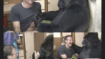 Robin Williams membantu gorila bernama Koko yang berduka selama enam bulan. Koko, yang mampu berkomunikasi dengan bahasa isyarat, sedang dalam masa sulit. Peneliti menghubungi Williams untuk berinteraksi dengan Koko. Awalnya ragu, Williams segera menjalin ikatan dengan Koko, bermain dan bercanda. Pertemuan ini sangat berarti; Williams berhasil membuat Koko tertawa lagi setelah lama berduka. Koko bahkan menyebut Williams sebagai teman, menunjukkan dampak positif interaksi mereka dan membantu Koko mengatasi kesepiannya. Foto: Boredpanda