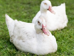 Itik, Entok, dan Bebek Itu Sama atau Tidak? Ini Hal yang Membedakannya
