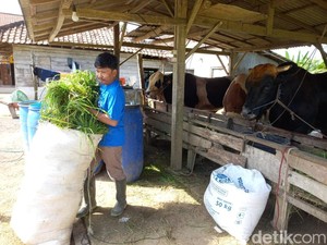 Keraguan Jamil Achmadi Saat Sapinya Mau Dibeli Prabowo Berujung Bahagia