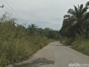 Dear Pak Gubernur! Jalan di Rohul Rusak, Semak Belukar Ganggu Jarak Pandang