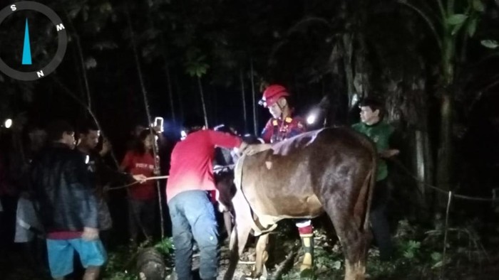Kondisi sapi berbobot 300 kg yang tercebur sumur sedalam 12 meter di Desa Sudimara, Kecamatan Cilongok, Kabupaten Banyumas, Rabu (28/5/2025) malam.