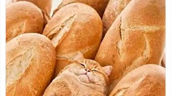 Lagi belanja eh, ketemu teman lama. Malas banget basa basinya. Foto: introvertsmemes via Bored Panda  