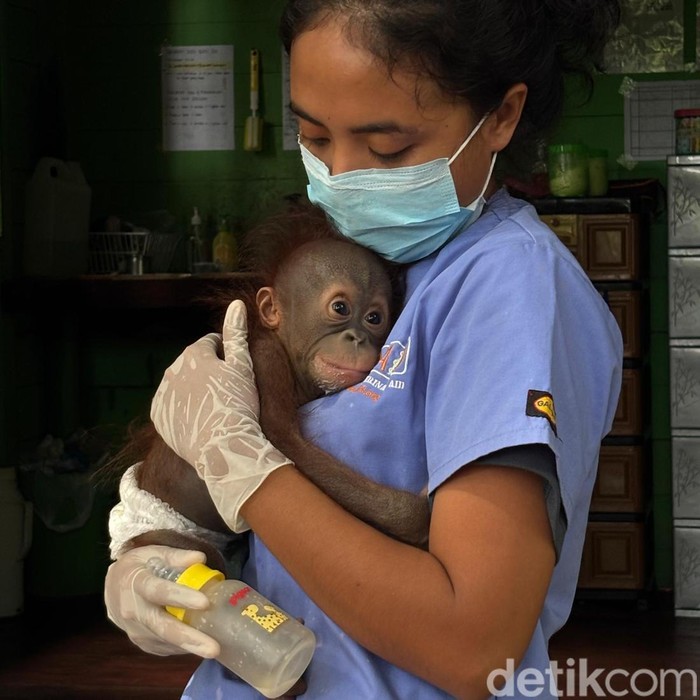 Lukas dan drh Oci yang menjadi ibu asuh Lukas di PPS Long Sam.