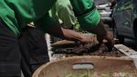 Menengok Perawatan Tanaman di Jalur Sepeda Sudirman