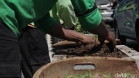 Satu unit truk dibawa untuk mengangkut tanaman yang baru. 