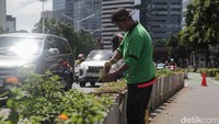 Petugas Dinas Pertamanan dan Hutan Kota Jakarta mengganti tanaman yang rusak di jalur sepeda permanen Jl Sudirman, Jakarta, Kamis (29/5/2025).