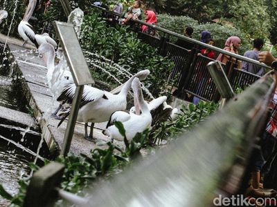 Menikmati Long Weekend di Taman Margasatwa Ragunan