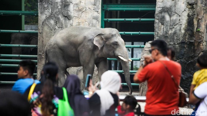 Periode libur panjang dimulai hari ini hingga Minggu (1/6). Momen libur panjang dimanfaatkan sebagian warga wisata ke Taman Margasatwa Ragunan, Jakarta.