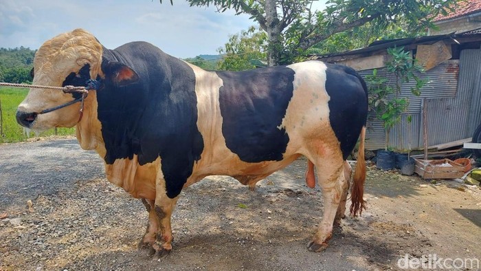 Prabowo beli sapi milik peternak di Bangkalan seharga Rp 90 juta