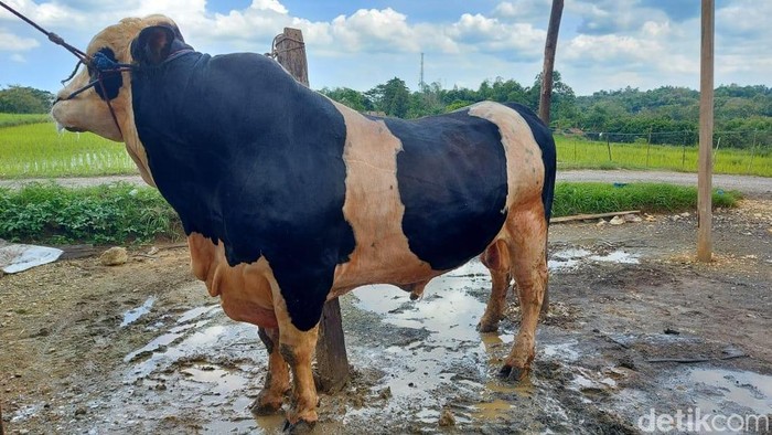 Prabowo beli sapi milik peternak di Bangkalan seharga Rp 90 juta
