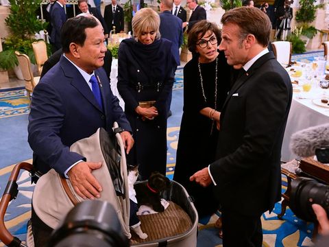 Kucing Presiden Prabowo Subianto 'Bobby Kertanegara' muncul saat jamuan makan malam bersama Presiden Prancis Emmanuel Macron dan Ibu Negara Brigitte Macron di Istana Negara, Jakarta. Macron dan Brigitte pun tampak menghampiri Bobby.