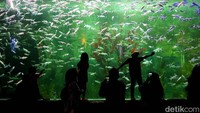 Sejumlah pengunjung menikmati pertunjukan Mermaid Show dan penyelam di Ocean Dream Samudra Ancol, Jakarta Utara, Jumat (30/5/2025). 