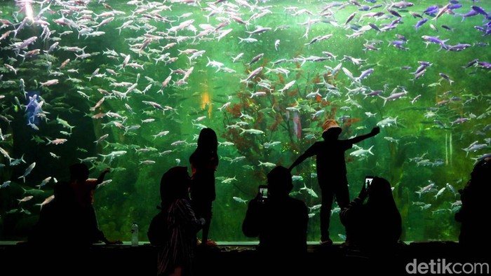 Sejumlah pengunjung menikmati pertunjukan Mermaid Show dan penyelam di Ocean Dream Samudra Ancol, Jakarta Utara, Jumat (30/5/2025).