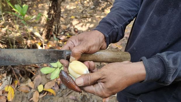 Argowisata Cagar Buah Condet