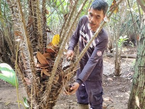 Mereka yang Setia Rawat Salak Condet, Maskot Jakarta