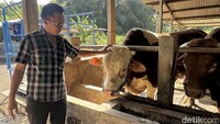 Prabowo kembali memilih sapi jenis simental untuk dikurbankan di Rembang. Sapi simental ini bernama Bulki. (Mukhammad Fadlil/detikJateng)