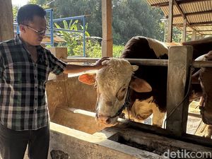 Bulki Jadi Sapi Kurban Prabowo di Rembang, Segini Beratnya