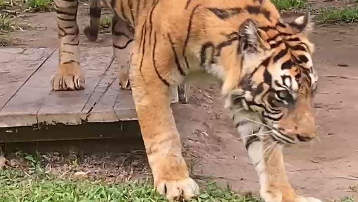 Harimau Sumatera bernama Uni di Taman Rimba Jambi saat masih hidup.