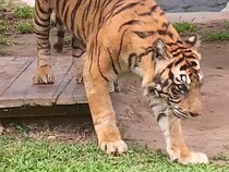 Geger Kemunculan Harimau di Gayo Lues, BKSDA Aceh Turun Tangan