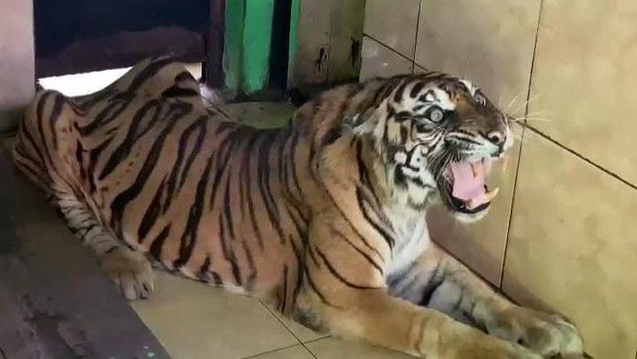 Harimau Sumatera bernama Uni sebelum ditemukan mati di kandangnya.