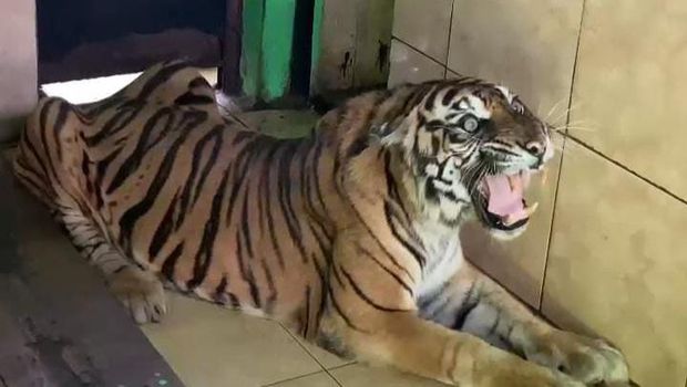 Harimau Sumatera bernama Uni sebelum ditemukan mati di kandangnya.
