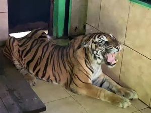 Detik-detik Menegangkan saat Pencari Kayu Damar di Inhu Diserang 3 Harimau