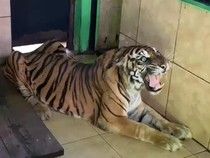 Detik-detik Menegangkan saat Pencari Kayu Damar di Inhu Diserang 3 Harimau