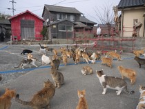 Video Dokter Hewan soal Wisata Pulau Kucing: Niat yang Mulia tapi...