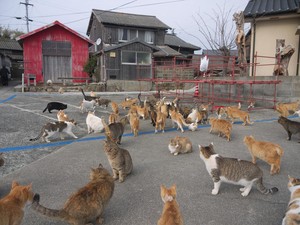 Cara Aman Usir Kucing Liar yang Datang ke Rumah Tanpa Menyakiti, Yuk Dicoba!