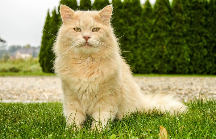 Kucing maine coone