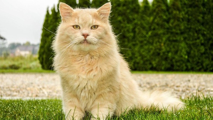 Kucing maine coone