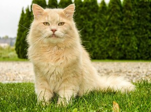 Lepas Kucing ke Alam Liar Berdampak Negatif ke Manusia, Ini Kata Pakar IPB