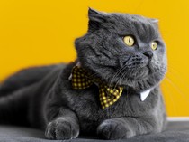 10 Jenis Kucing Termahal di Dunia, Ras Apa yang Harganya Paling Tinggi?